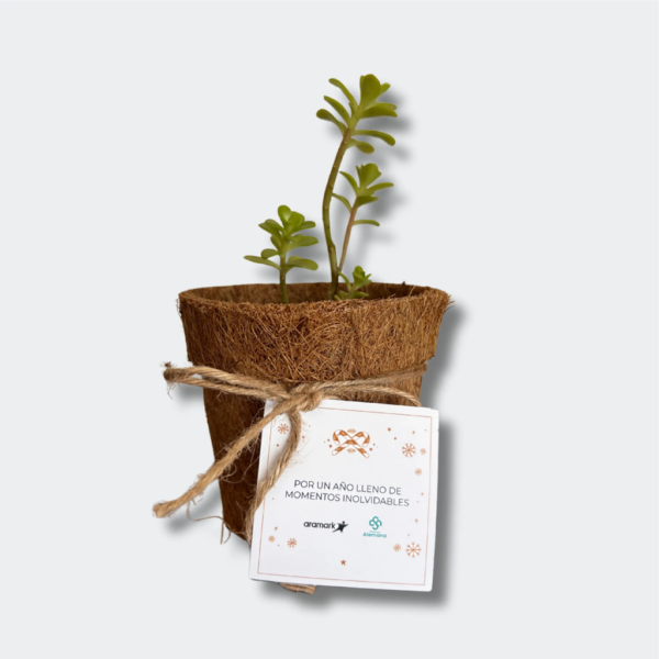 Mix Suculentas Coco - Regalos Ecológicos | MerchLAB