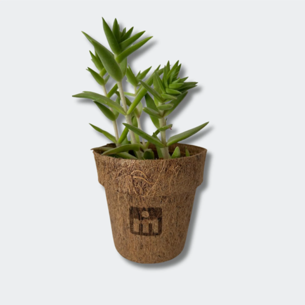 Mix Suculentas Coco, vista 2 - Regalos Ecológicos | MerchLAB